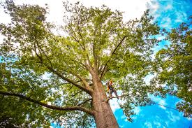 Best Palm Tree Trimming  in Barnesville, OH