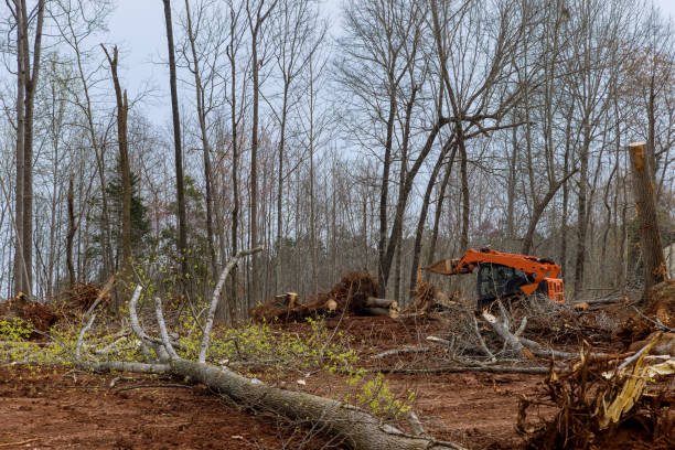 Best Lot and Land Clearing  in Barnesville, OH