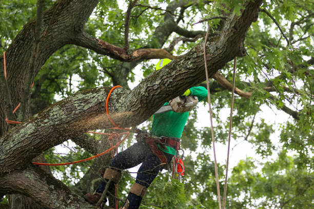 Best Arborist Consultation Services  in Barnesville, OH