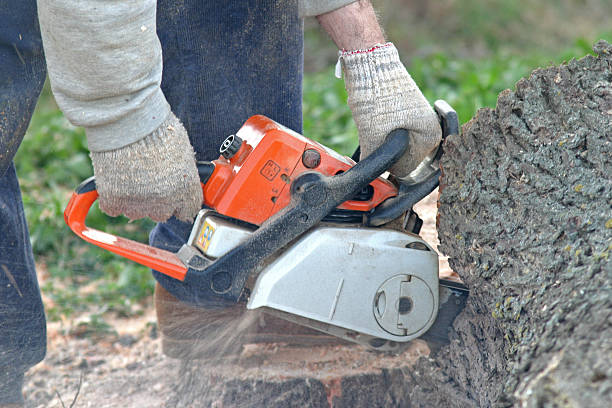 Best Utility Line Clearance  in Barnesville, OH