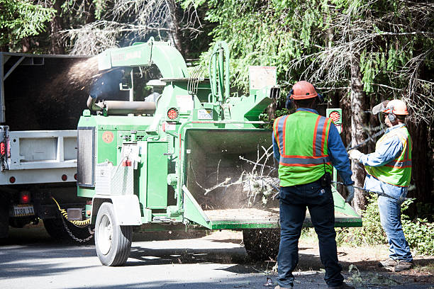 Best Root Management and Removal  in Barnesville, OH