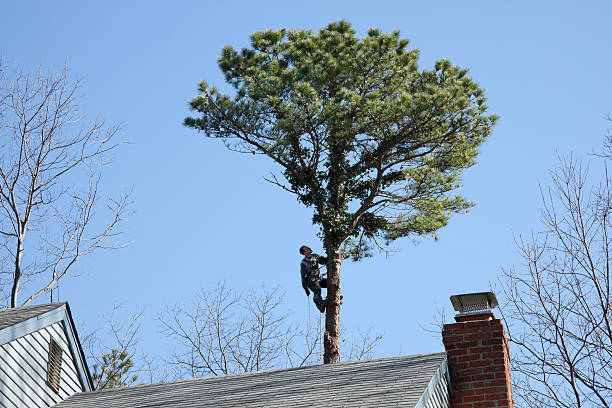 Best Leaf Removal  in Barnesville, OH