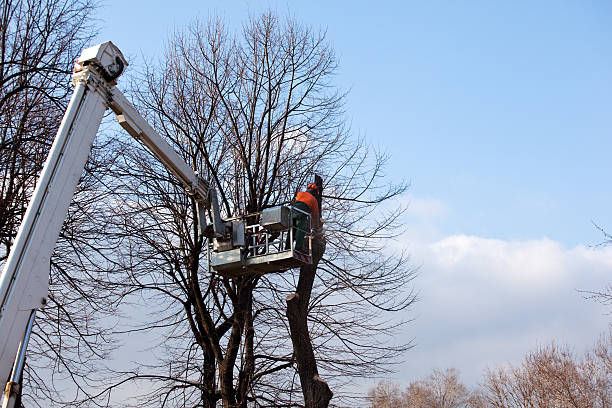 How Our Tree Care Process Works  in  Barnesville, OH