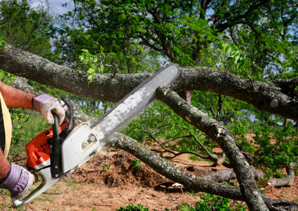 Best Tree Removal  in Barnesville, OH